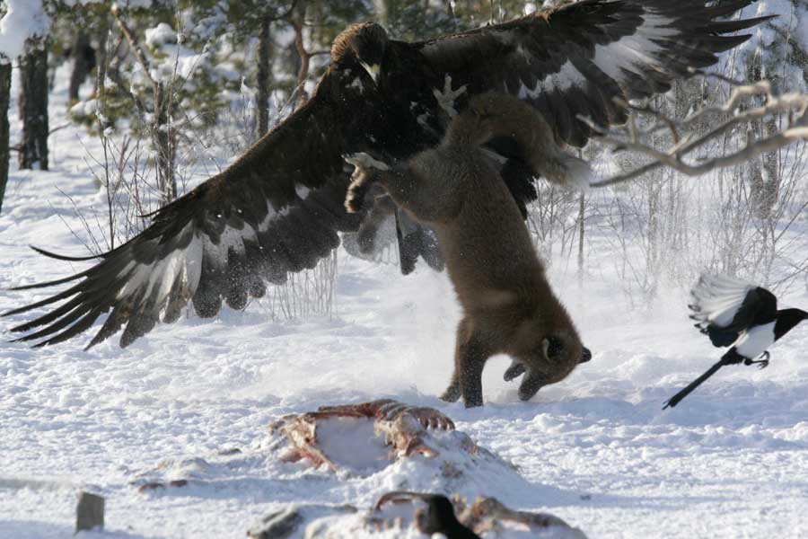 Golden Eagle vs Wolf
